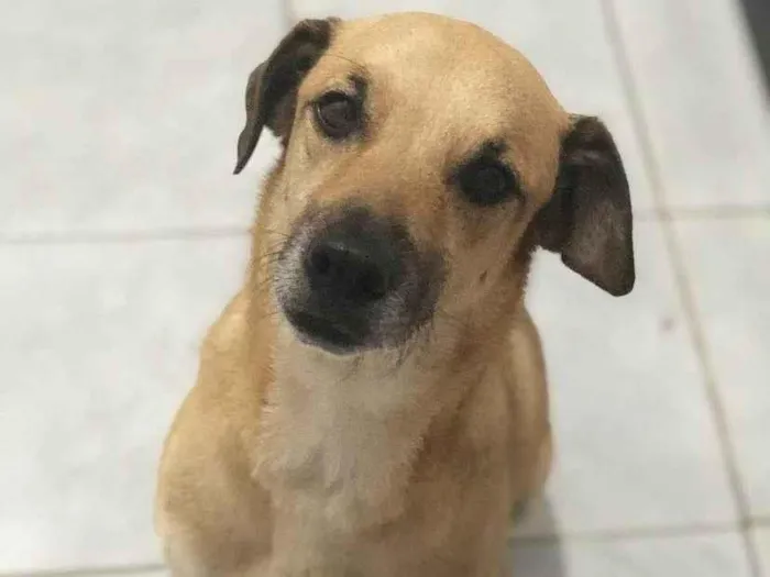 Cachorro ra a Vira-lata idade 4 anos nome Max