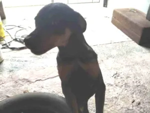 Cachorro raça Rottweiler  idade 1 ano nome Laquanda 