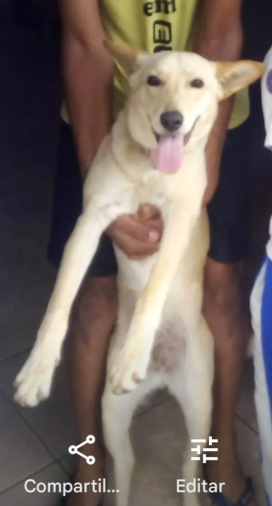 Cachorro ra a Misturado idade 5 anos nome Mel