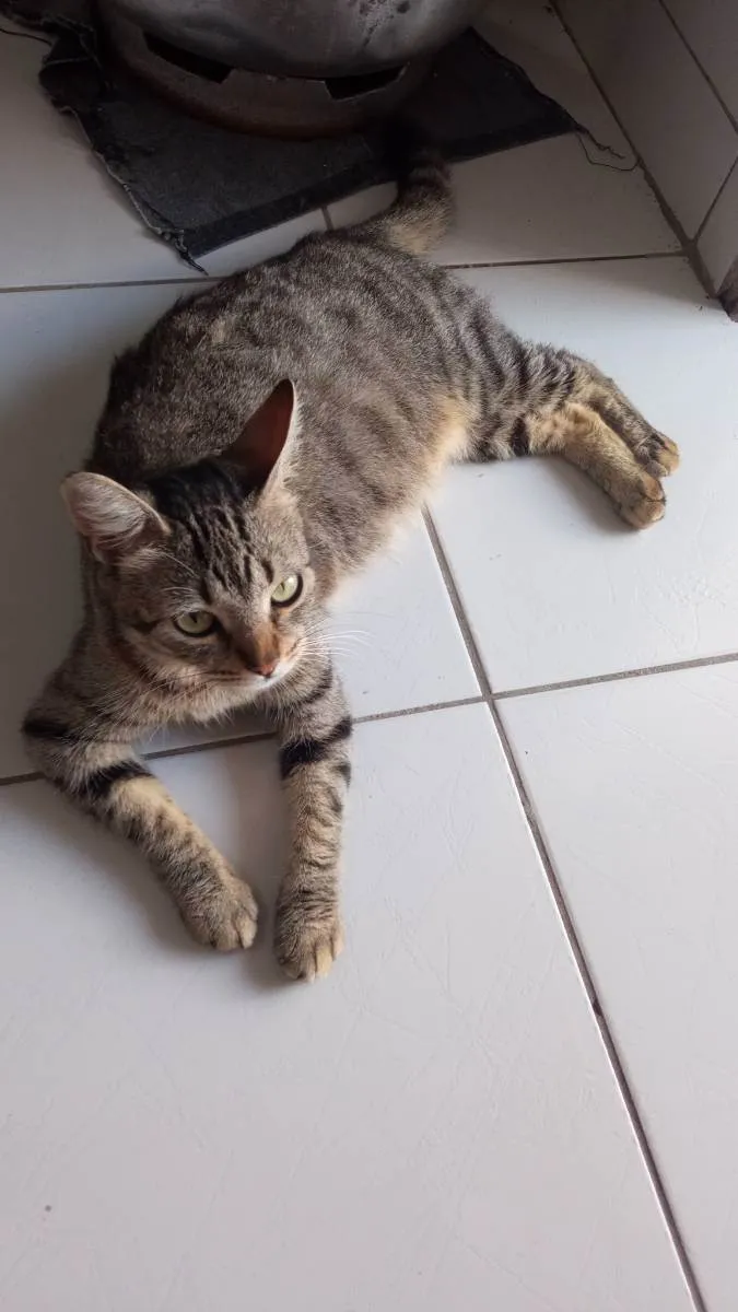 Gato ra a Desconheço  idade 7 a 11 meses nome Sena