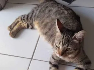 Gato raça Desconheço  idade 7 a 11 meses nome Sena