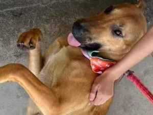 Cachorro raça SRD idade 7 a 11 meses nome Juma