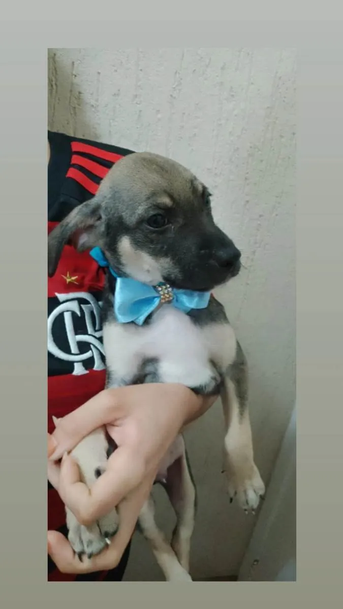 Cachorro raça Vira lata idade 2 a 6 meses nome Marcos
