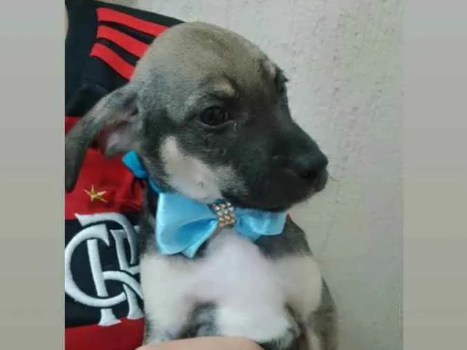 Cachorro raça Vira lata idade 2 a 6 meses nome Marcos