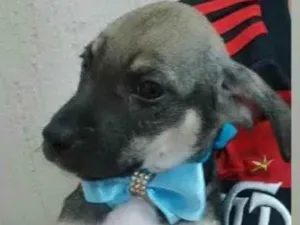 Cachorro raça Vira lata idade 2 a 6 meses nome Marcos