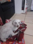 Cachorro raça Poodle idade 6 ou mais anos nome Pietra