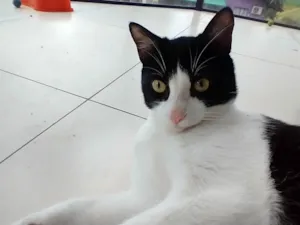 Gato raça SRD idade 7 a 11 meses nome Logan