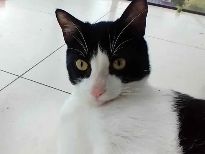 Gato raça SRD idade 7 a 11 meses nome Logan