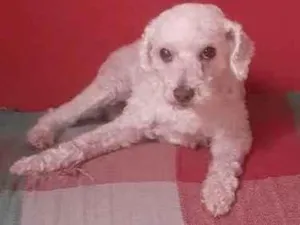 Cachorro raça Poodle idade 6 ou mais anos nome Pietra