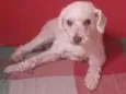 Cachorro raça Poodle idade 6 ou mais anos nome Pietra
