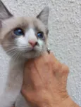 Gato raça Srd idade 2 a 6 meses nome Twix bb2meses 