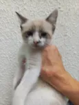 Gato raça Srd idade 2 a 6 meses nome Twix bb2meses 