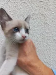 Gato raça Srd idade 2 a 6 meses nome Twix bb2meses 