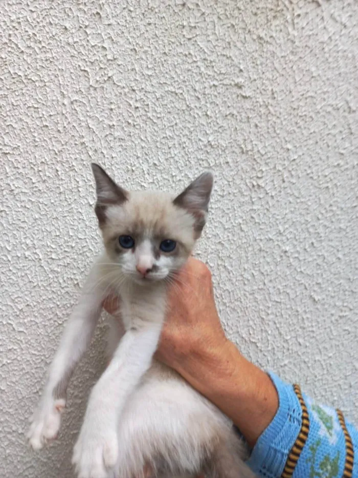Gato raça Srd idade 2 a 6 meses nome Twix bb2meses 