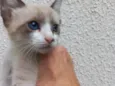 Gato raça Srd idade 2 a 6 meses nome Twix bb2meses 
