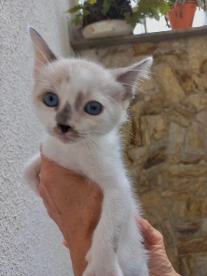 Gato raça Std idade 2 a 6 meses nome Yo-yo bb2meses