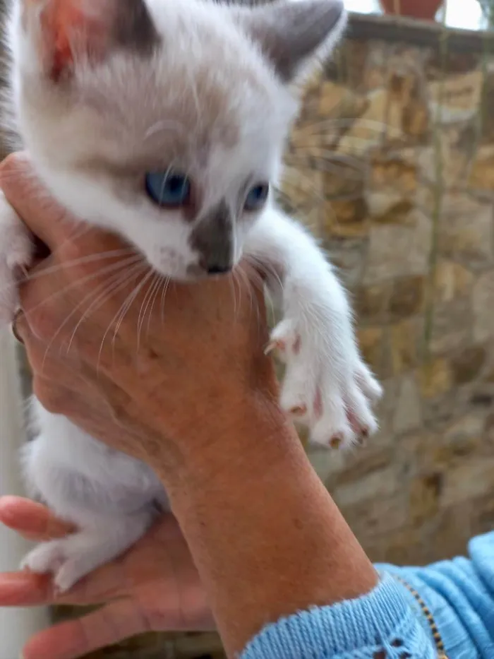 Gato raça Std idade 2 a 6 meses nome Yo-yo bb2meses