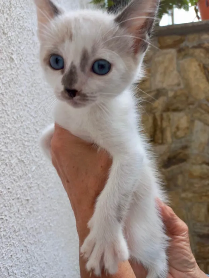 Gato raça Std idade 2 a 6 meses nome Yo-yo bb2meses