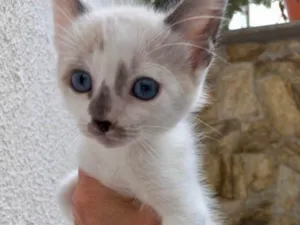 Gato raça Std idade 2 a 6 meses nome Yo-yo bb2meses