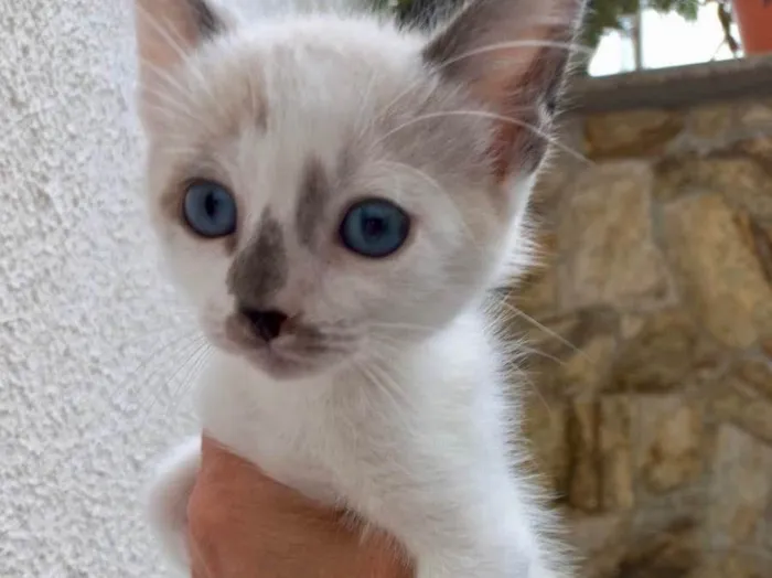 Gato raça Std idade 2 a 6 meses nome Yo-yo bb2meses