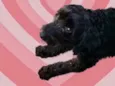 Bob Poodle