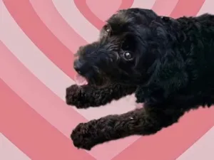 Cachorro raça Poodle  idade 1 ano nome Bob Poodle 