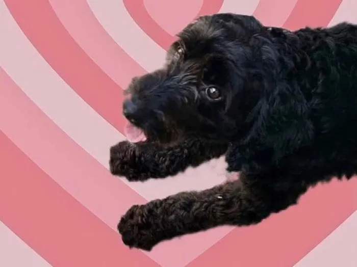 Cachorro raça Poodle  idade 1 ano nome Bob Poodle 