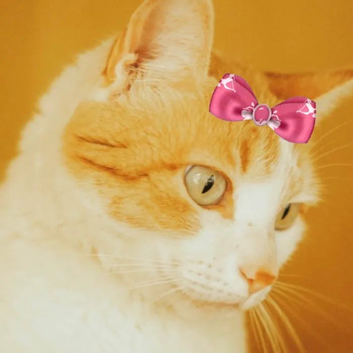 Gato ra a Mestiça  idade 5 anos nome Sury