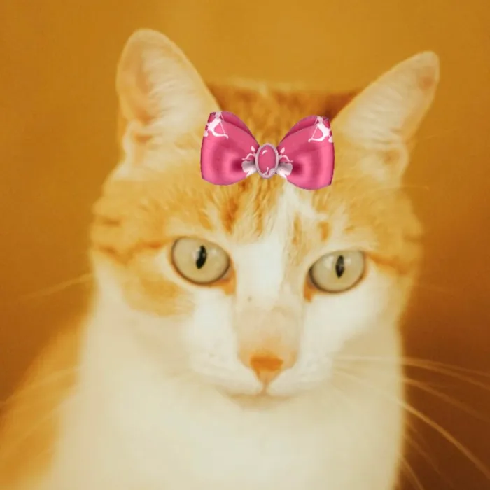 Gato ra a Mestiça  idade 5 anos nome Sury