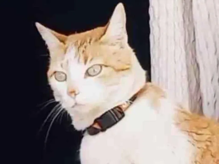 Gato ra a Mestiça  idade 5 anos nome Sury