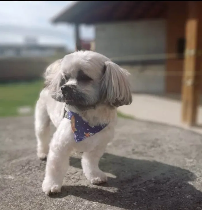 Cachorro ra a Shitsuz idade 4 anos nome Sheik 