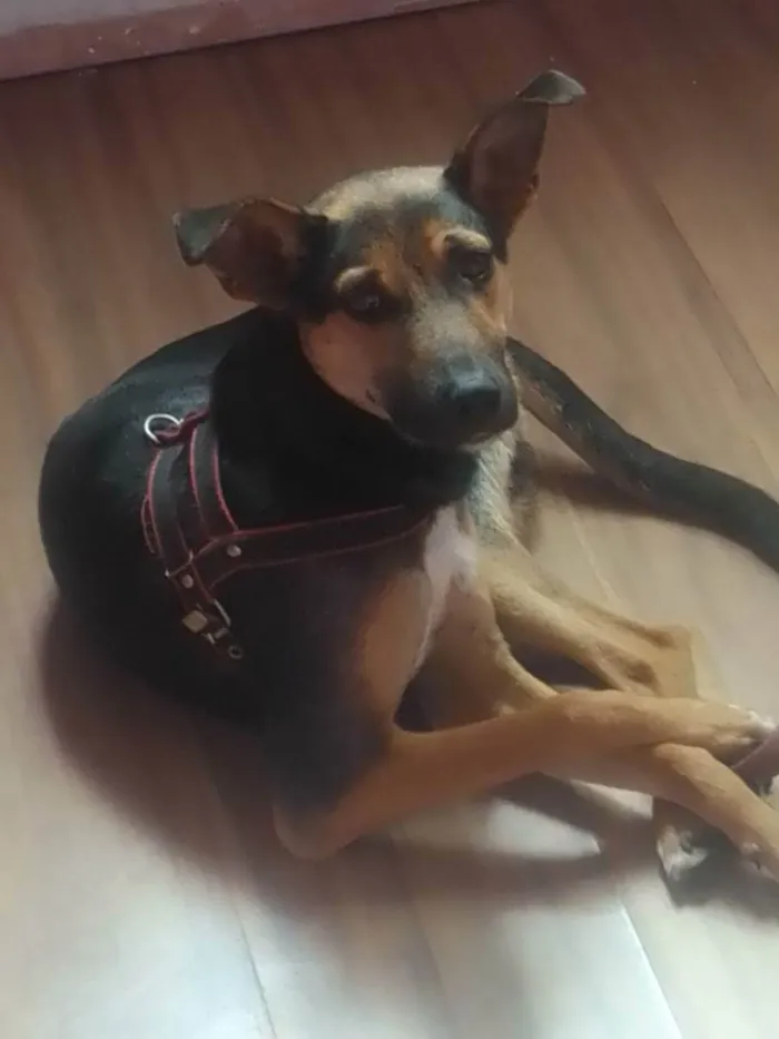 Cachorro ra a Viralata  idade 3 anos nome Spak 