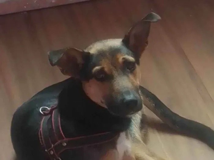 Cachorro ra a Viralata  idade 3 anos nome Spak 