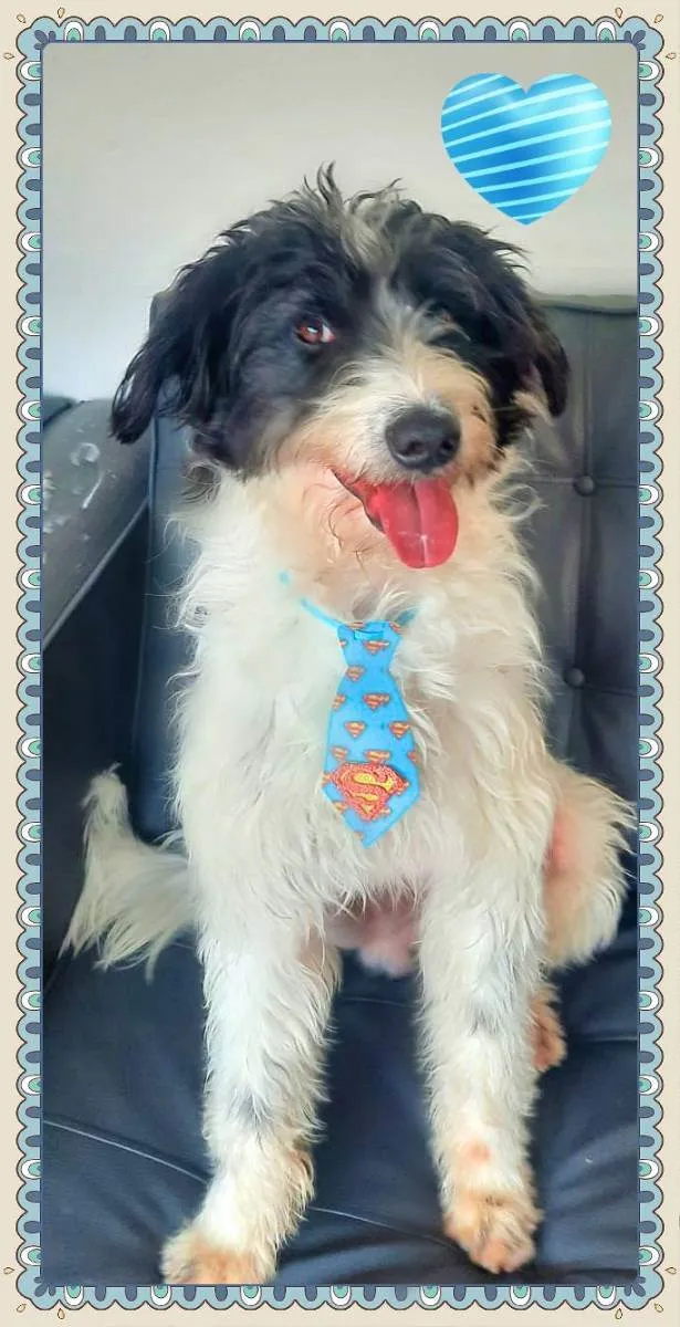 Cachorro raça SRD idade 1 ano nome Papito
