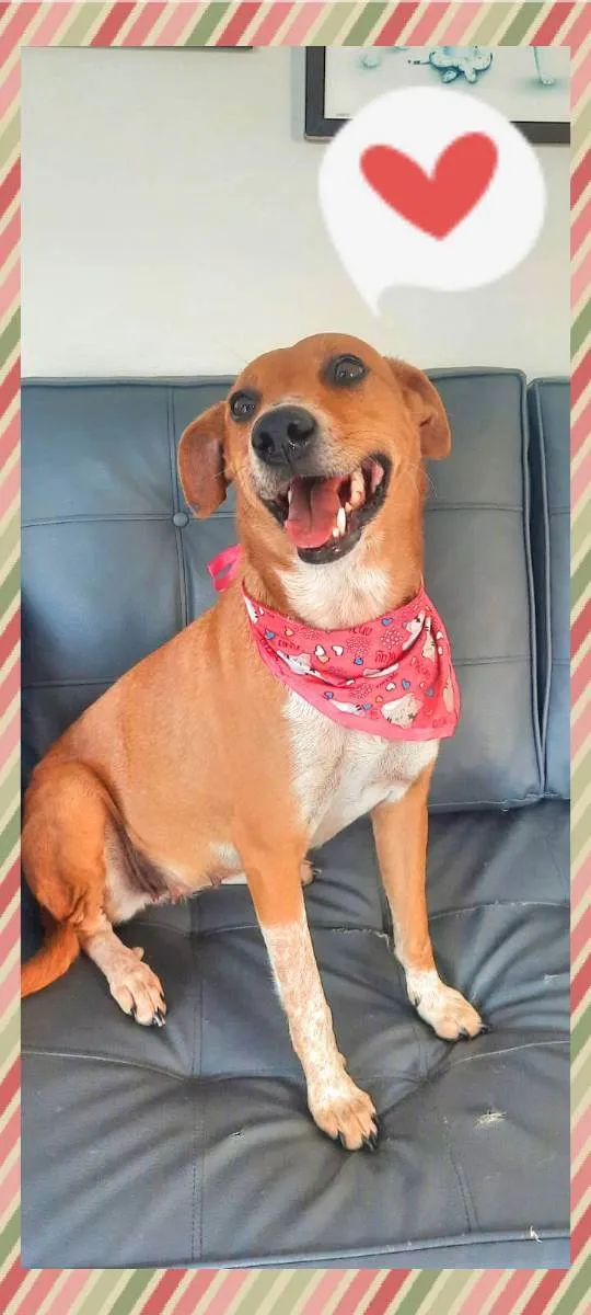 Cachorro raça SRD idade 1 ano nome Anita