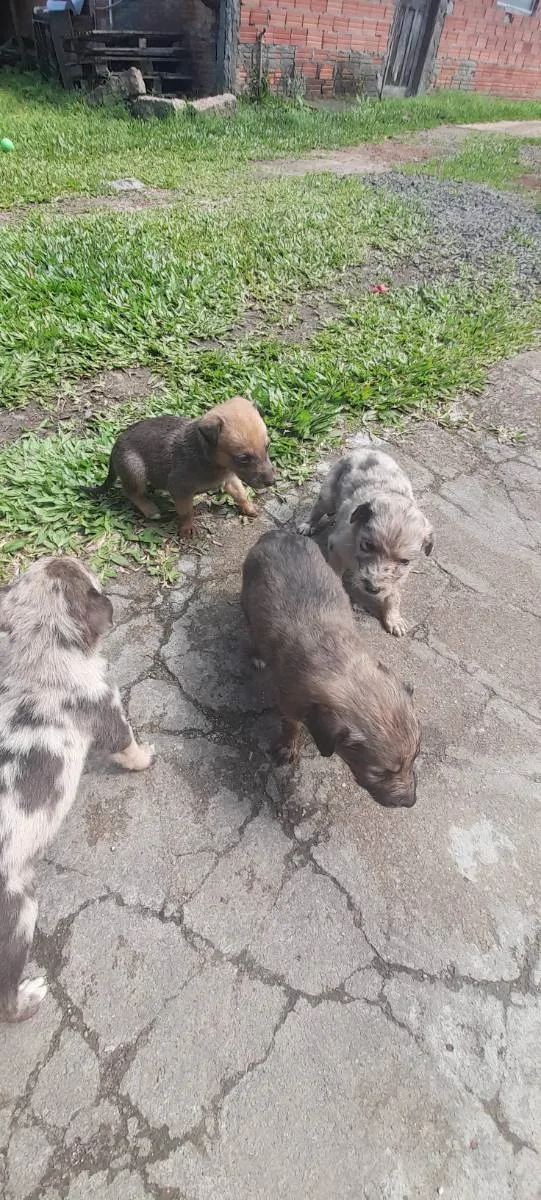 Cachorro ra a Rough collie com vira lata idade Abaixo de 2 meses nome Filhotes