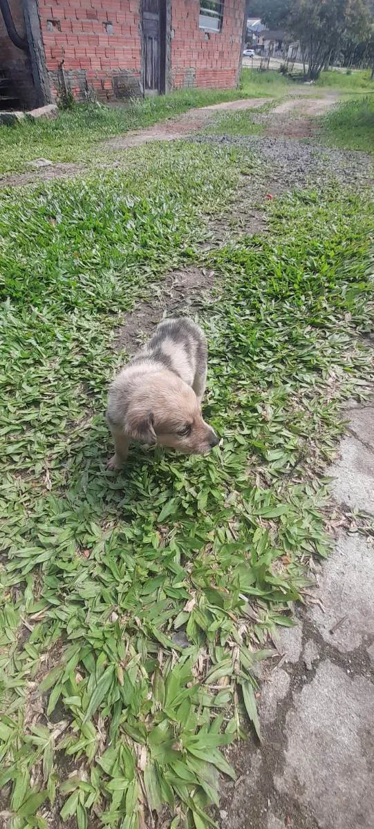 Cachorro ra a Rough collie com vira lata idade Abaixo de 2 meses nome Filhotes