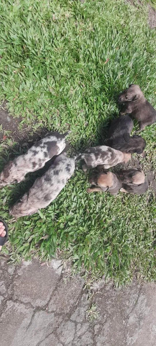 Cachorro ra a Rough collie com vira lata idade Abaixo de 2 meses nome Filhotes