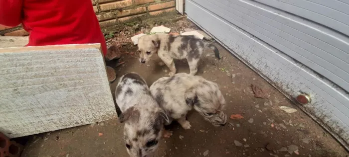 Cachorro ra a Rough collie com vira lata idade Abaixo de 2 meses nome Filhotes