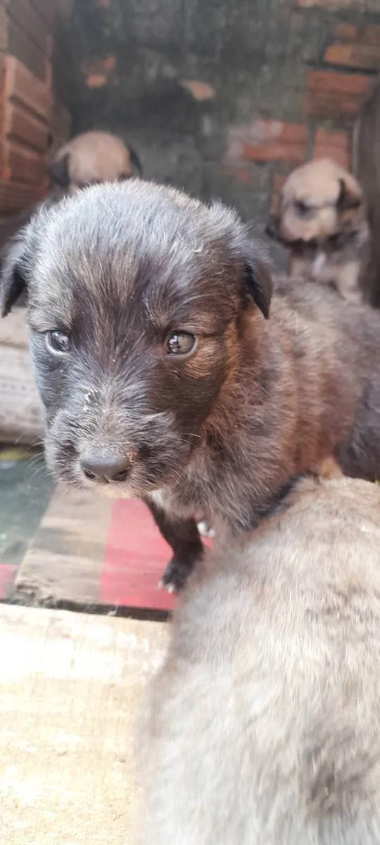 Cachorro ra a Rough collie com vira lata idade Abaixo de 2 meses nome Filhotes