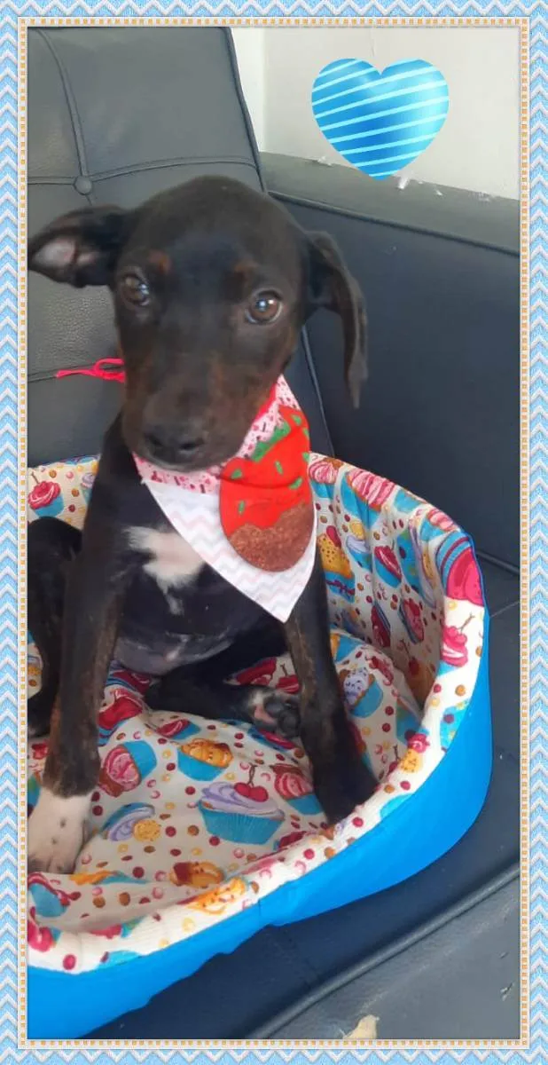 Cachorro raça SRD idade 2 a 6 meses nome Bebezinha