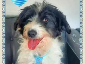 Cachorro raça SRD idade 1 ano nome Papito