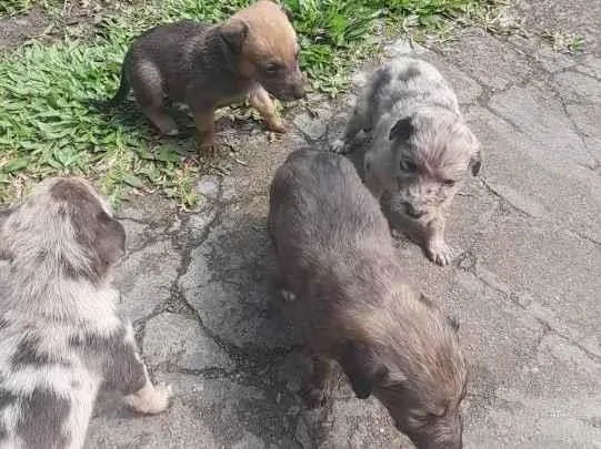 Cachorro ra a Rough collie com vira lata idade Abaixo de 2 meses nome Filhotes