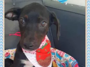 Cachorro raça SRD idade 2 a 6 meses nome Bebezinha