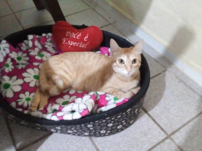 Gato ra a Uma gatinha amarela  idade 1 ano nome Nina