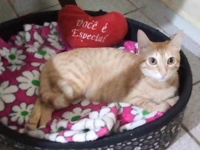 Gato ra a Uma gatinha amarela  idade 1 ano nome Nina