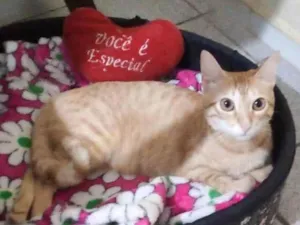 Gato raça Uma gatinha amarela  idade 1 ano nome Nina