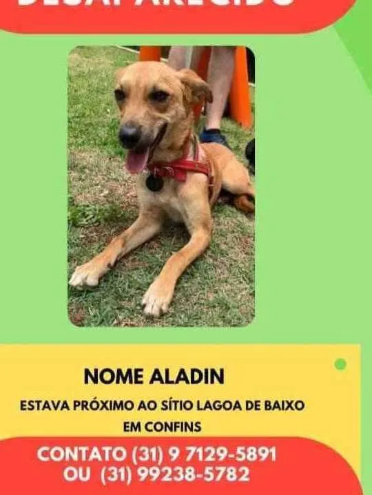 Cachorro ra a Srd idade 1 ano nome Aladin