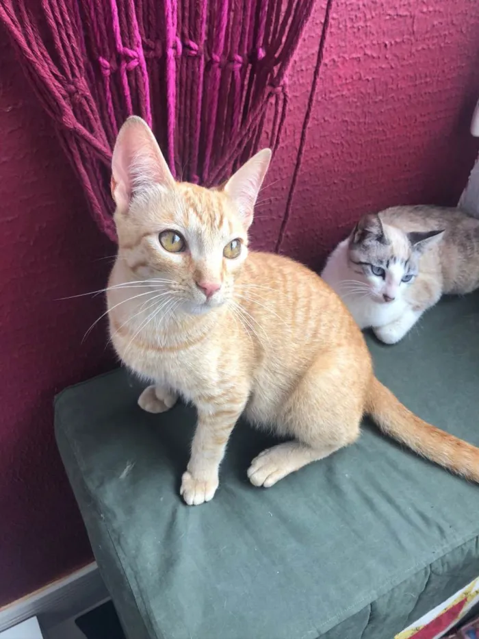 Gato raça Srd idade 7 a 11 meses nome Fred