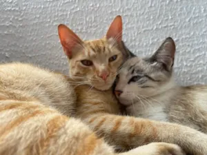 Gato raça Srd idade 7 a 11 meses nome Vick